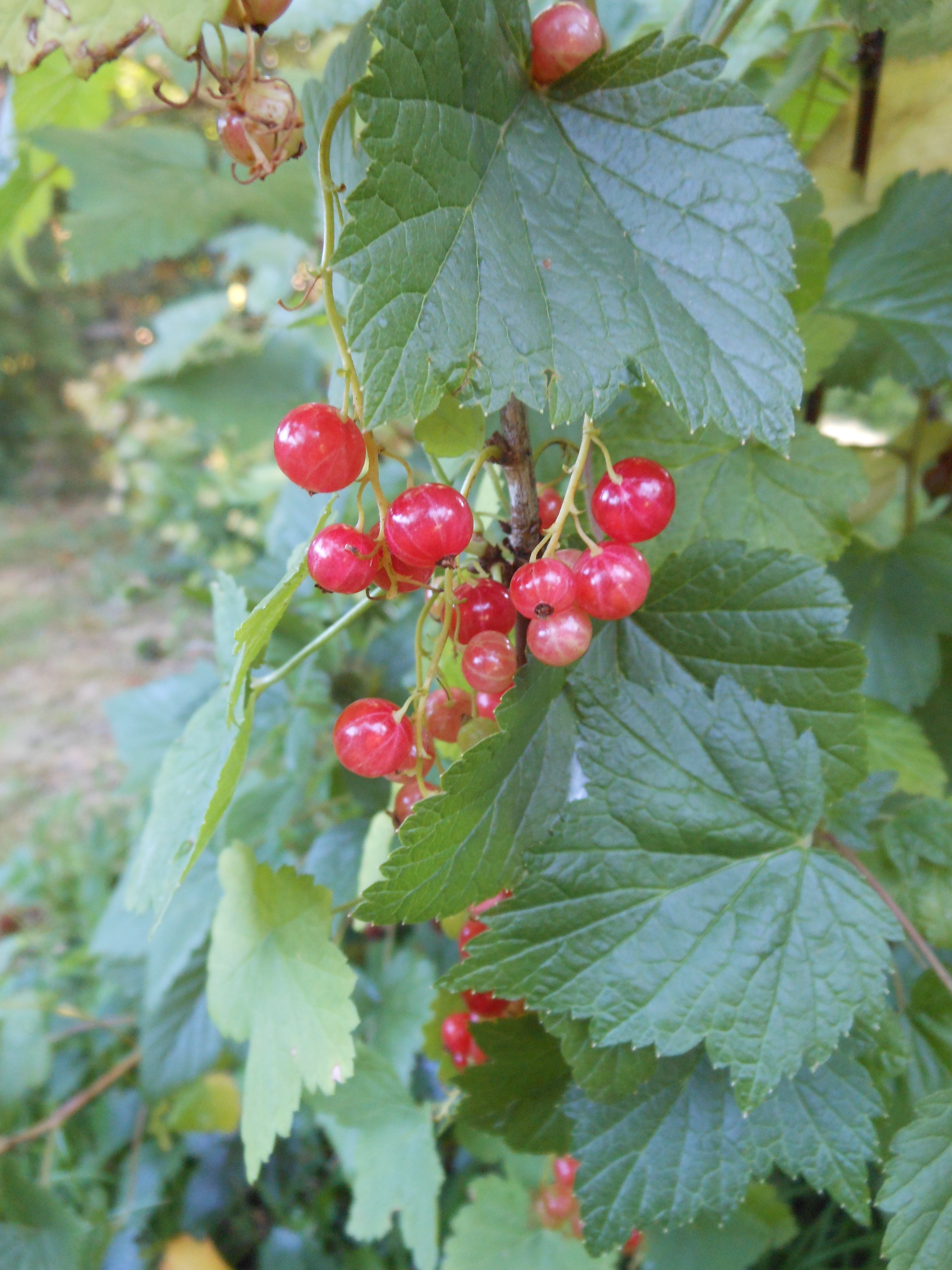 August Craft Sunflower